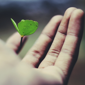 a cloverleaf in a hand